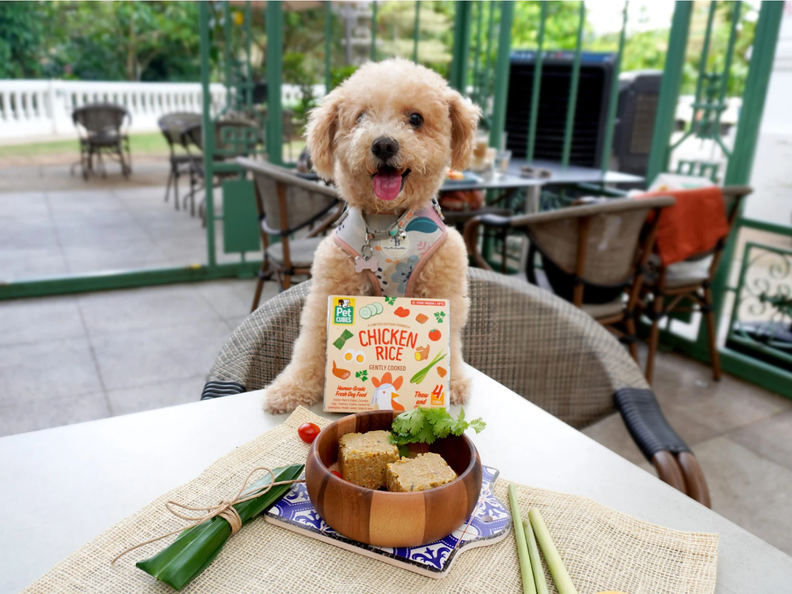 Poodle at a cafe table with a PetCubes Chicken Rice pouch and bowl of food
